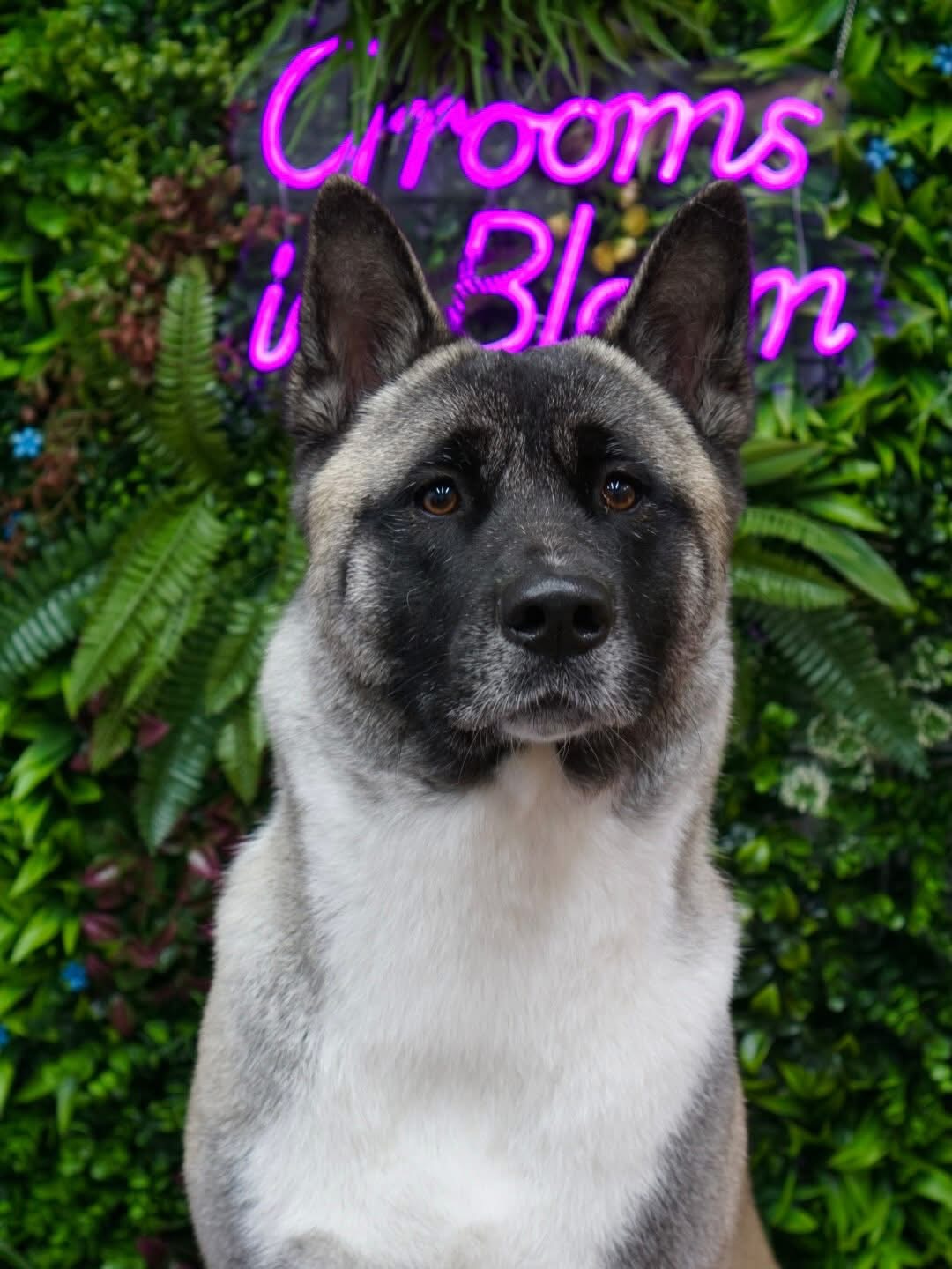 Freshly groomed grey Akita in front of the Grooms in Bloom flower wall