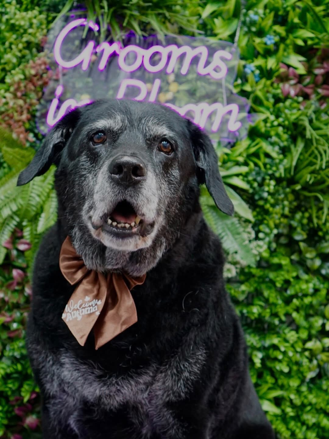 Happy senior black dog wearing an autumn bow