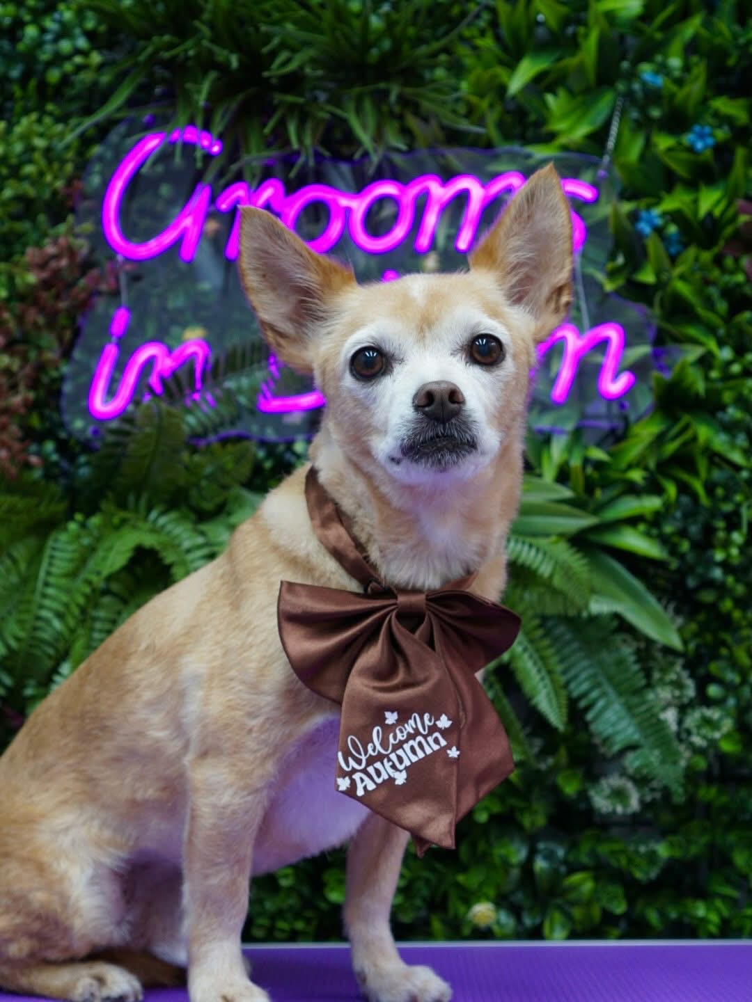 Freshly groomed small tan dog wearing an autumn bow