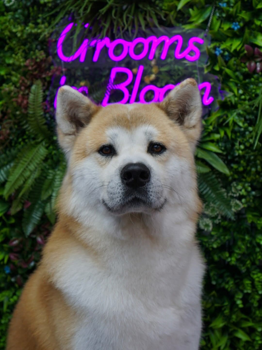 Freshly groomed Akita in front of the salon flower wall