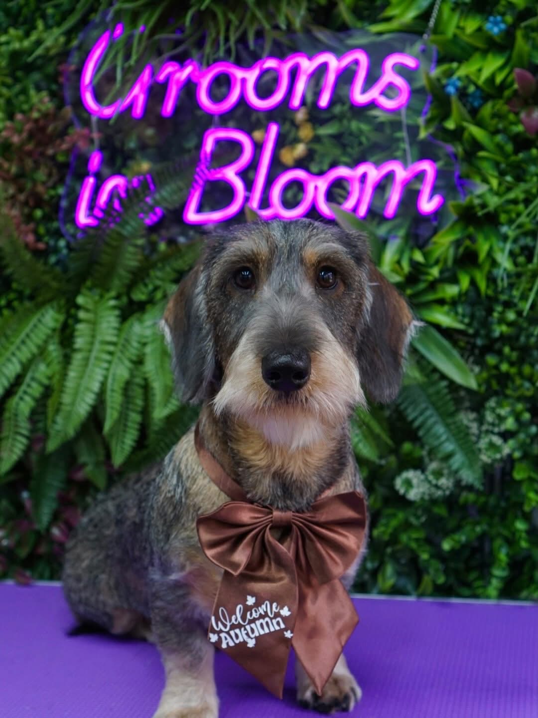 Freshly groomed wire-haired dachshund wearing an autumn bow